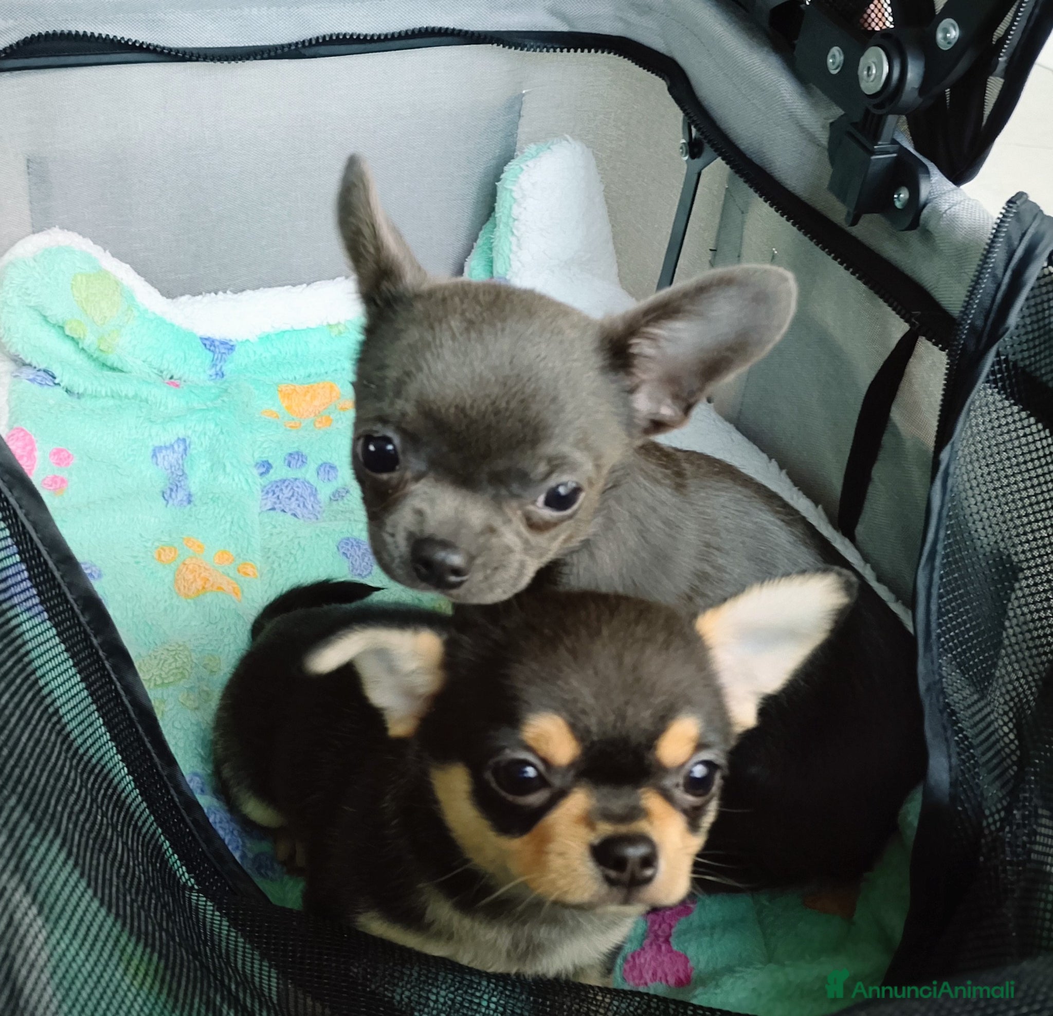 Chihuahua cani Chihuahua con pedigree ENCI  - Annuncio 1