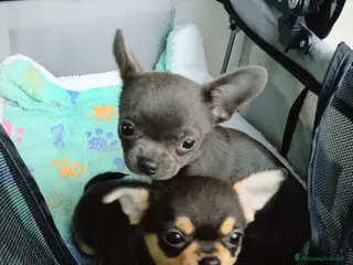 Chihuahua cani Chihuahua con pedigree ENCI - Annuncio 1