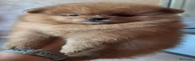 Volpino Pomerania 2