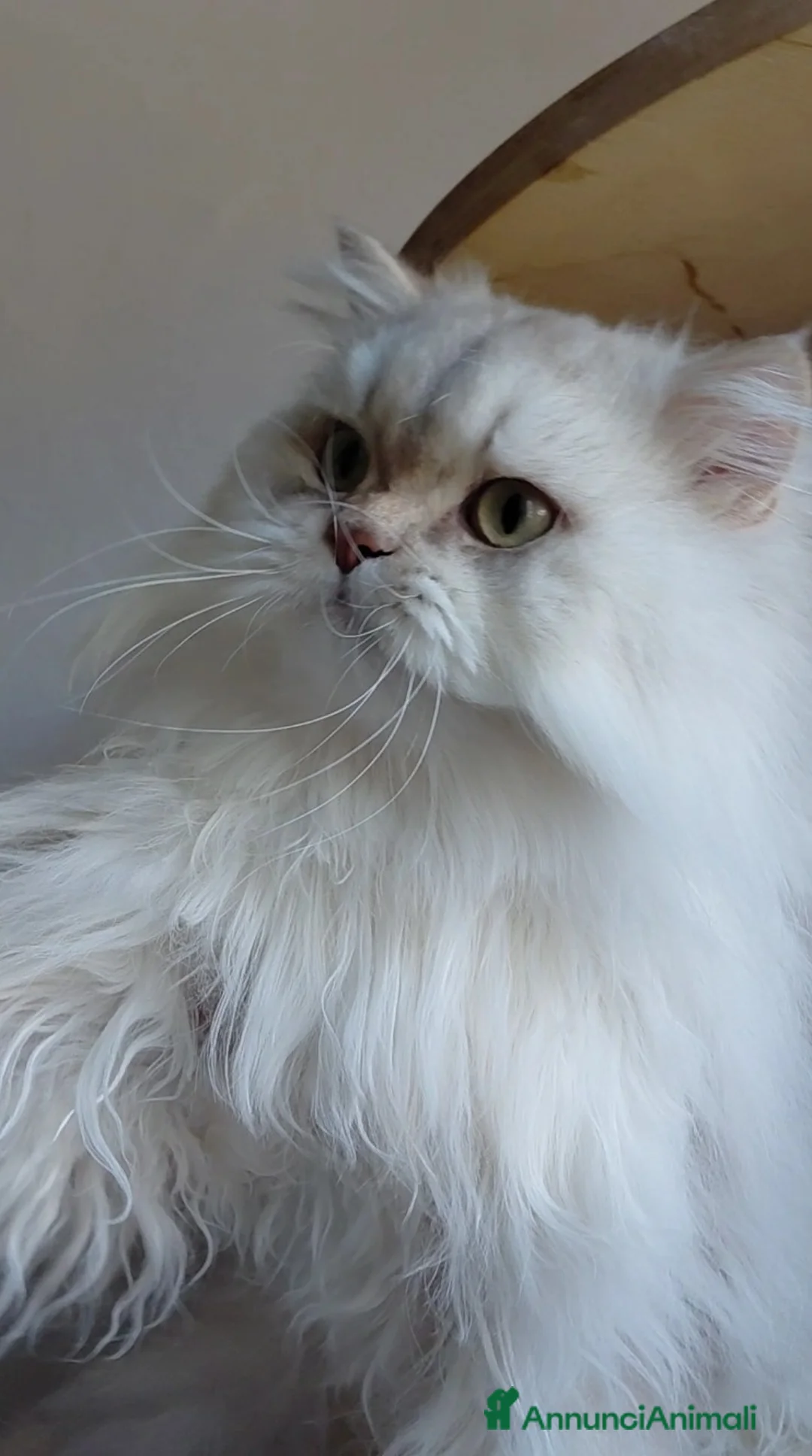 British gatti in vendita: Cucciolo British longhair con pedigree  - Annuncio 3