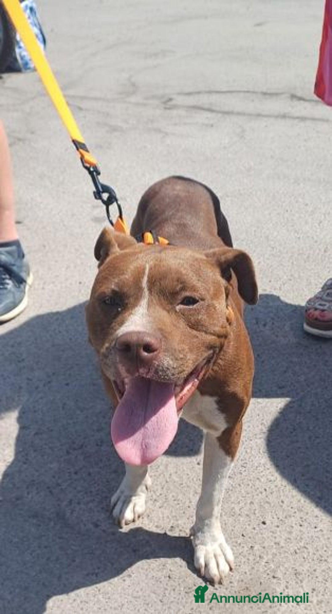 Pitbull cani in regalo: DALILA giovane e socievole con tutti! - Annuncio 7