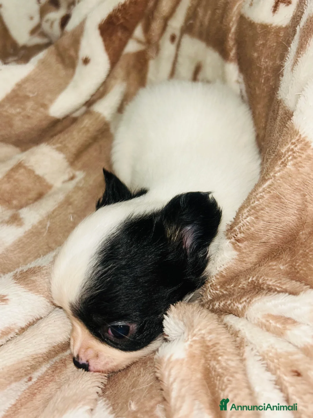 Chihuahua cani in vendita: Chihuahua mini  - Annuncio 4