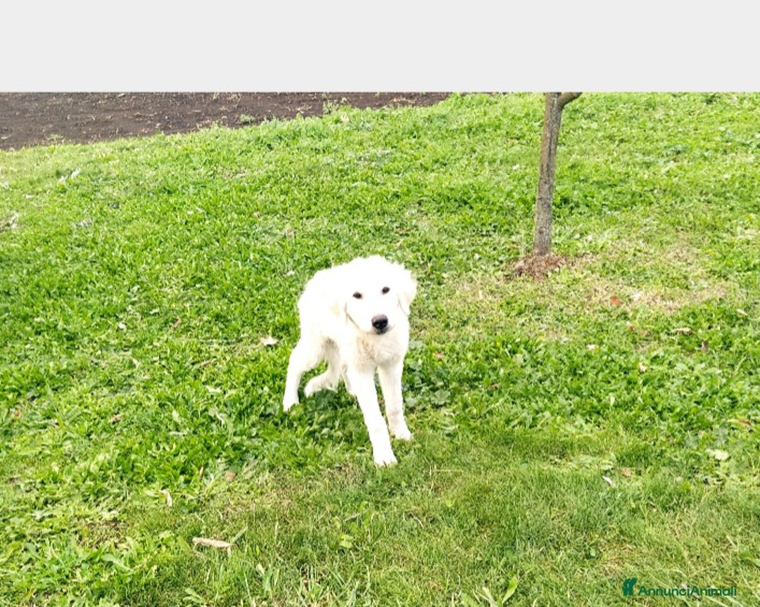 Pastore Maremmano cani in regalo: Splendide maremmanine! a Roma - Annuncio 5