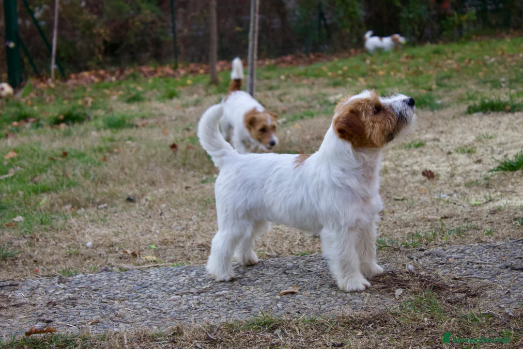 Jack Russell cani per accoppiamento: Jack Russell per monta con pedigree  - Annuncio 3