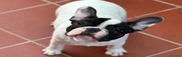 Bulldog Francese cani in vendita: Femmine di bouledogue francese - Annuncio 4