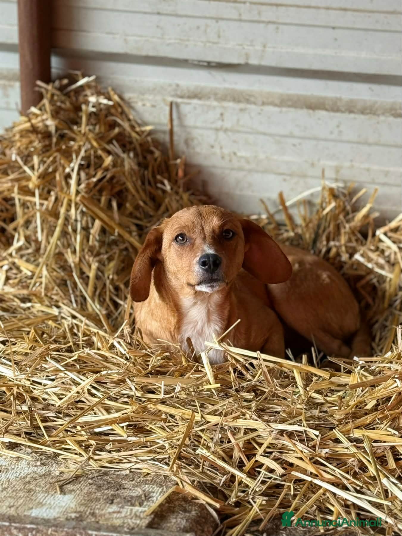 Meticcio cani in regalo: NATALIE, cucciola dolcissima cerca casa! - Annuncio 7