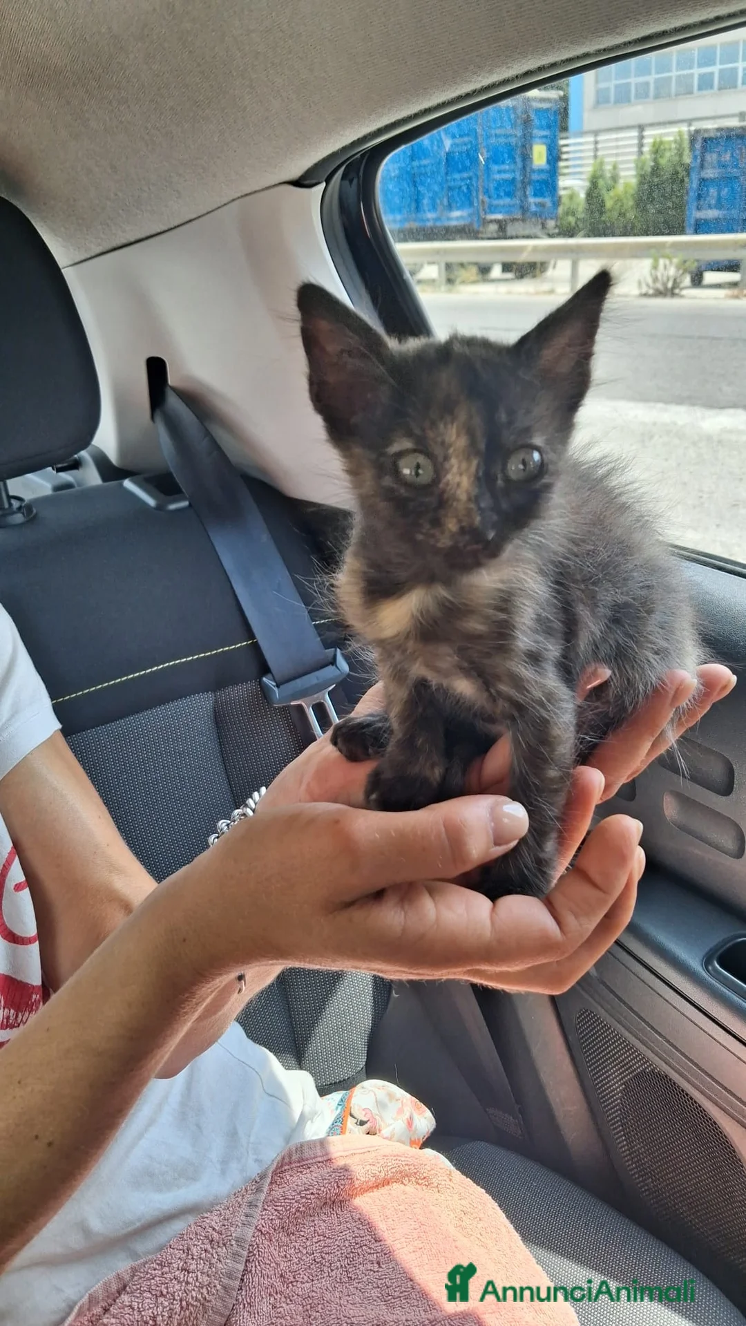 Meticcio cani in regalo: GATTINI DOLCISSIMI - Annuncio 15
