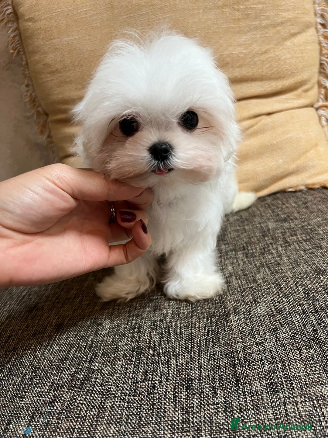 Maltese cani in vendita: Maltese mini - Annuncio 2