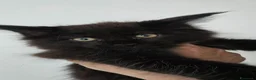 Maine Coon gatti in vendita: Maine coon black  maschio xl - Annuncio 5