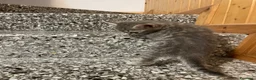 Meticcio gatti in vendita: Gattino grigio  - Annuncio 7