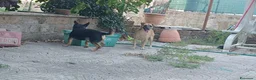 Meticcio cani in regalo: Triade di meticci - Annuncio 20