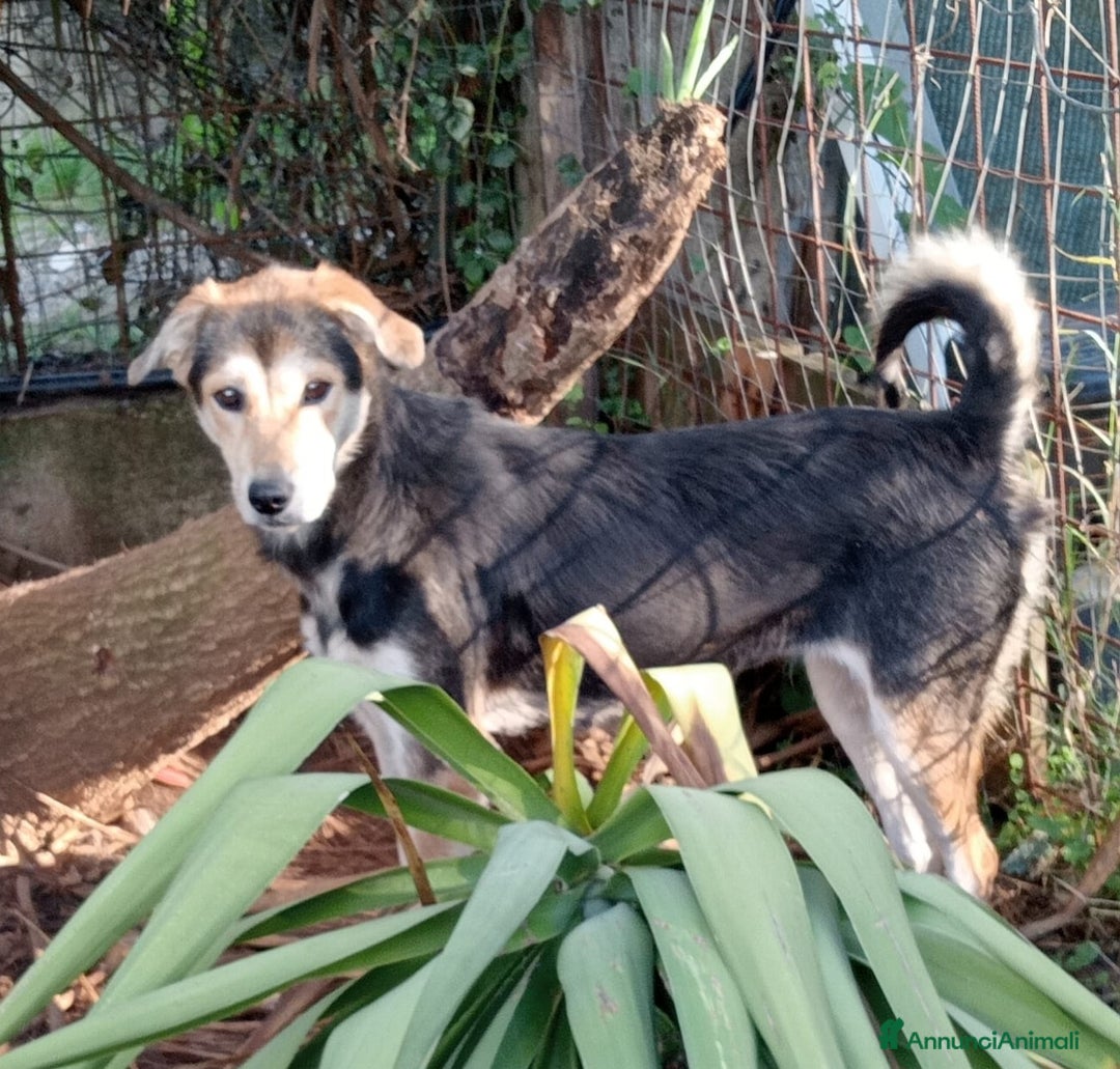Meticcio cani in regalo: UNA FAMIGLIA PER LINA - Annuncio 3