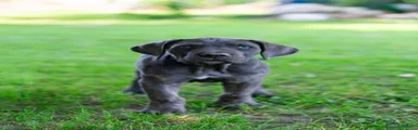 Cane Corso Cucciolo 5