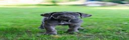 Cane Corso cani in vendita: Cuccioli di Cane Corso pronti per la consegna - Annuncio 17
