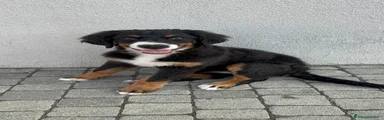 Bovaro del Bernese 1