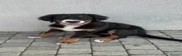 Bovaro del Bernese cani in vendita: Cucciola Bovaro del bernese 4 mesi - Annuncio 2