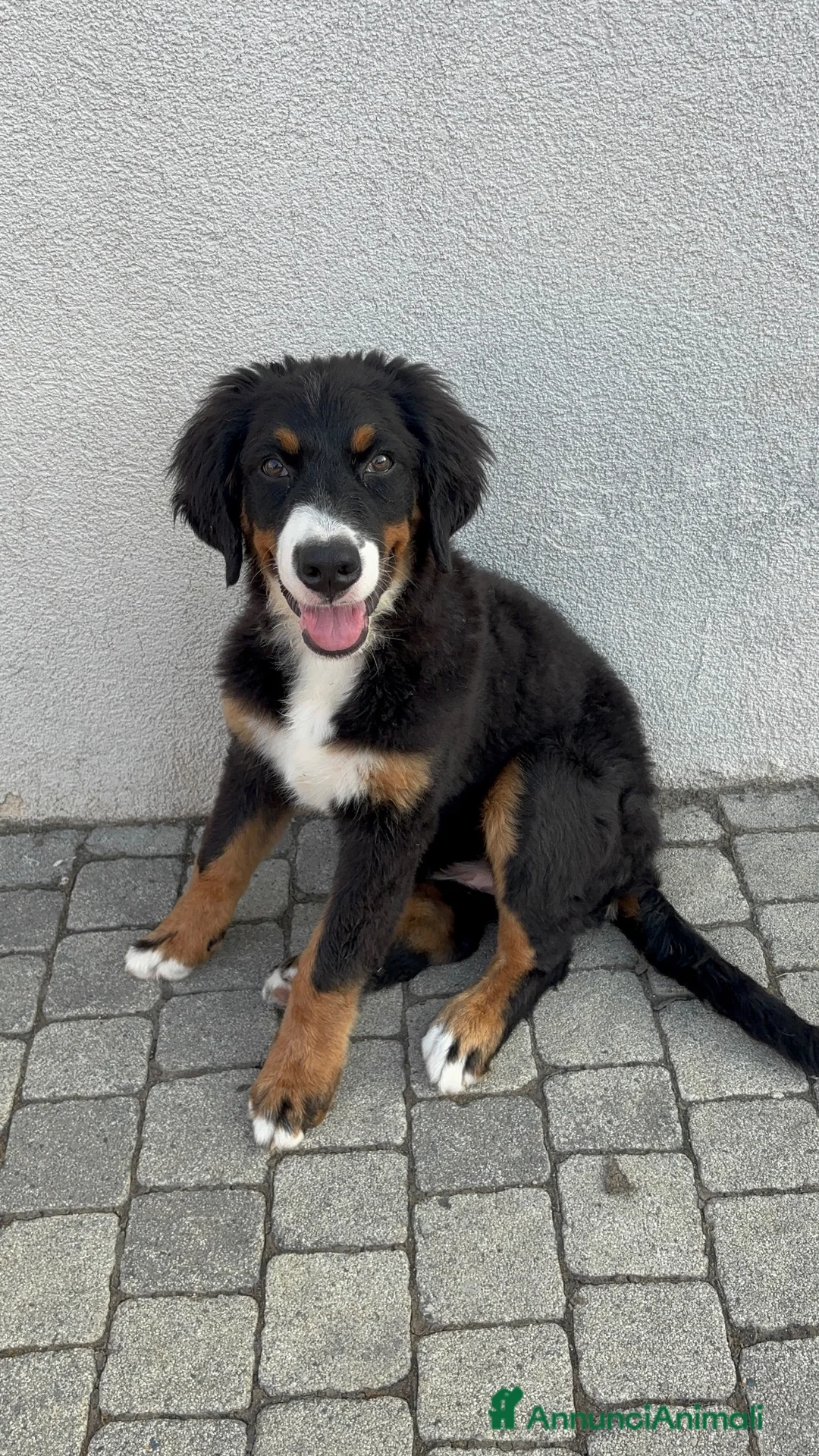 Bovaro del Bernese cani in vendita: Cucciola Bovaro del bernese 4 mesi - Annuncio 2