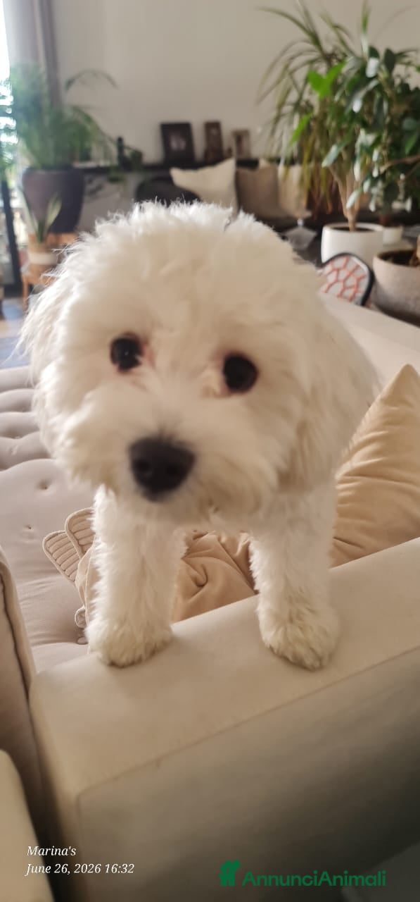 Meticcio cani Leo, simil lagotto giocherellone - Annuncio 1