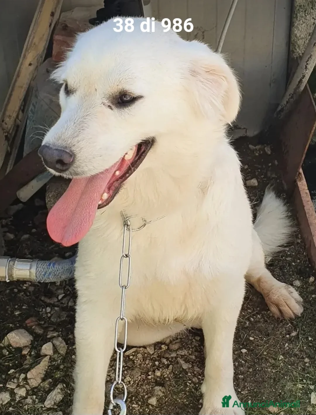 Meticcio cani in regalo: Bianca 8mesi tg media cresce in canile.MOLISE SOS  - Annuncio 5