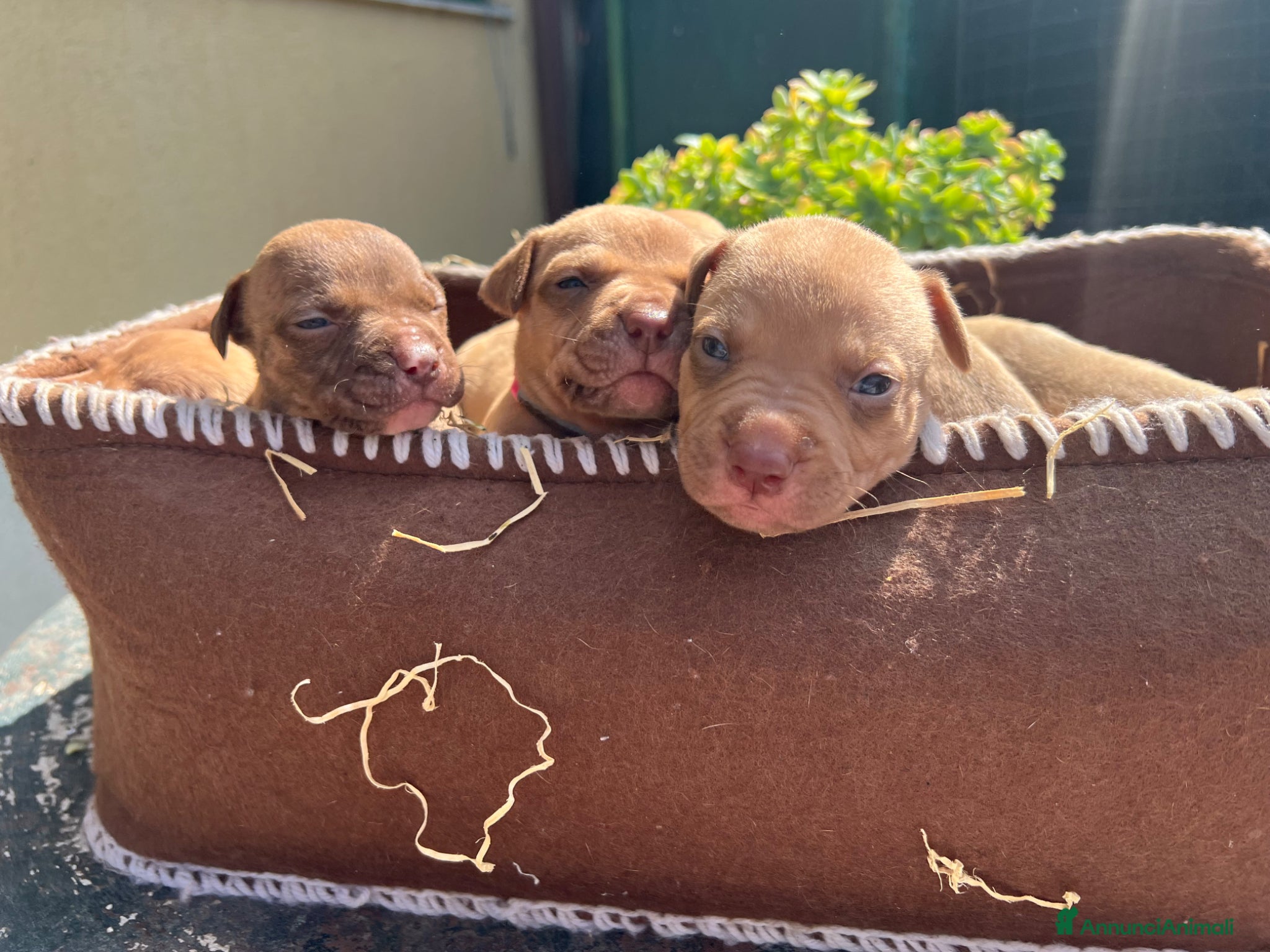 Pitbull cani in vendita: Ultime femmine Pitbull ukc  - Annuncio 13