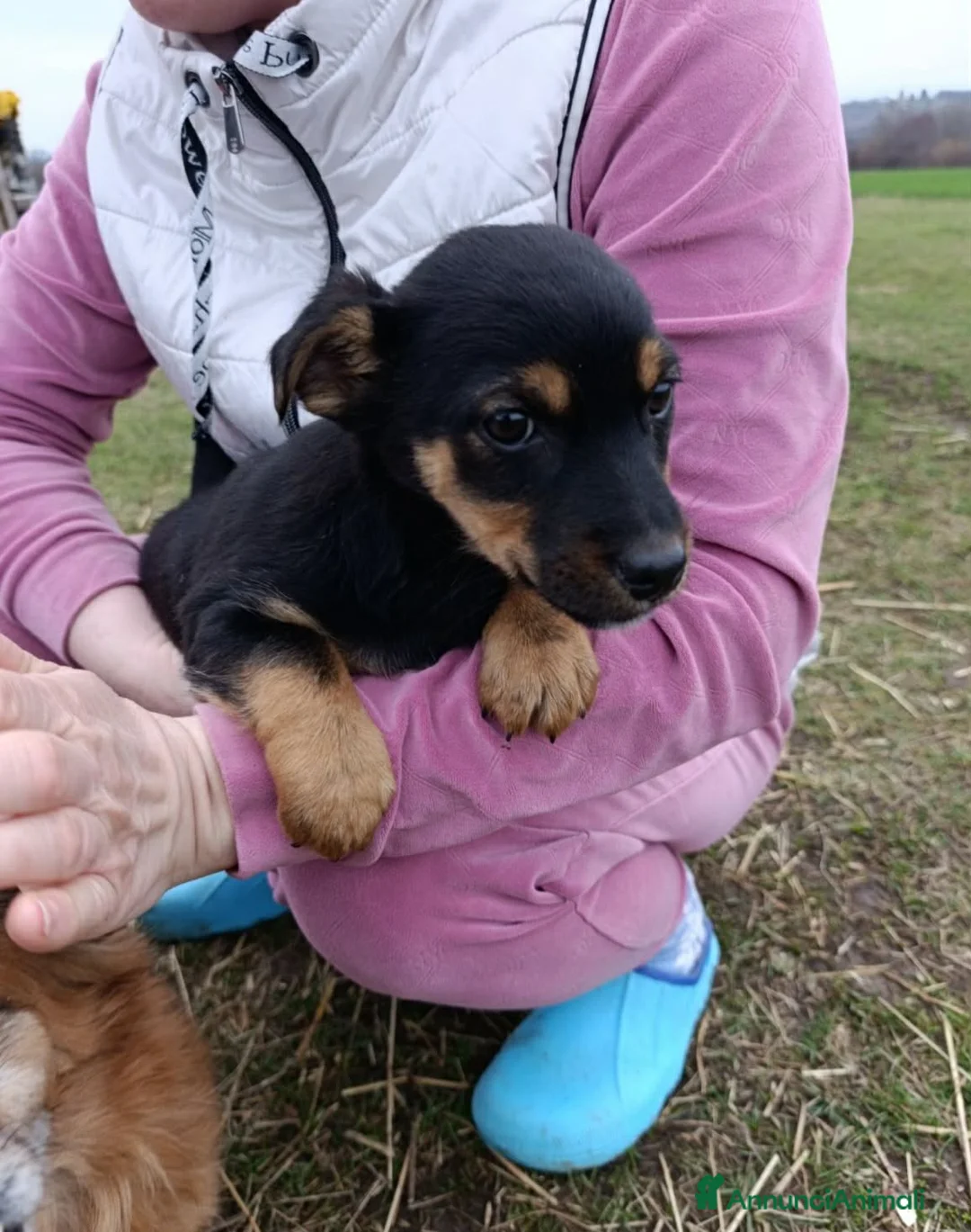 Meticcio cani in regalo: LEO e TEO, dolci cuccioli nanetti! TG PICCOLA - Annuncio 2