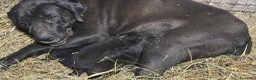 Cane Corso cani in vendita: Cuccioli neri di Cane Corso - Annuncio 8