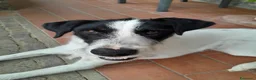 Meticcio cani in regalo: Snopopy bellissimo e dolcissimo spinoncino a Provincia di Bergamo - Annuncio 8