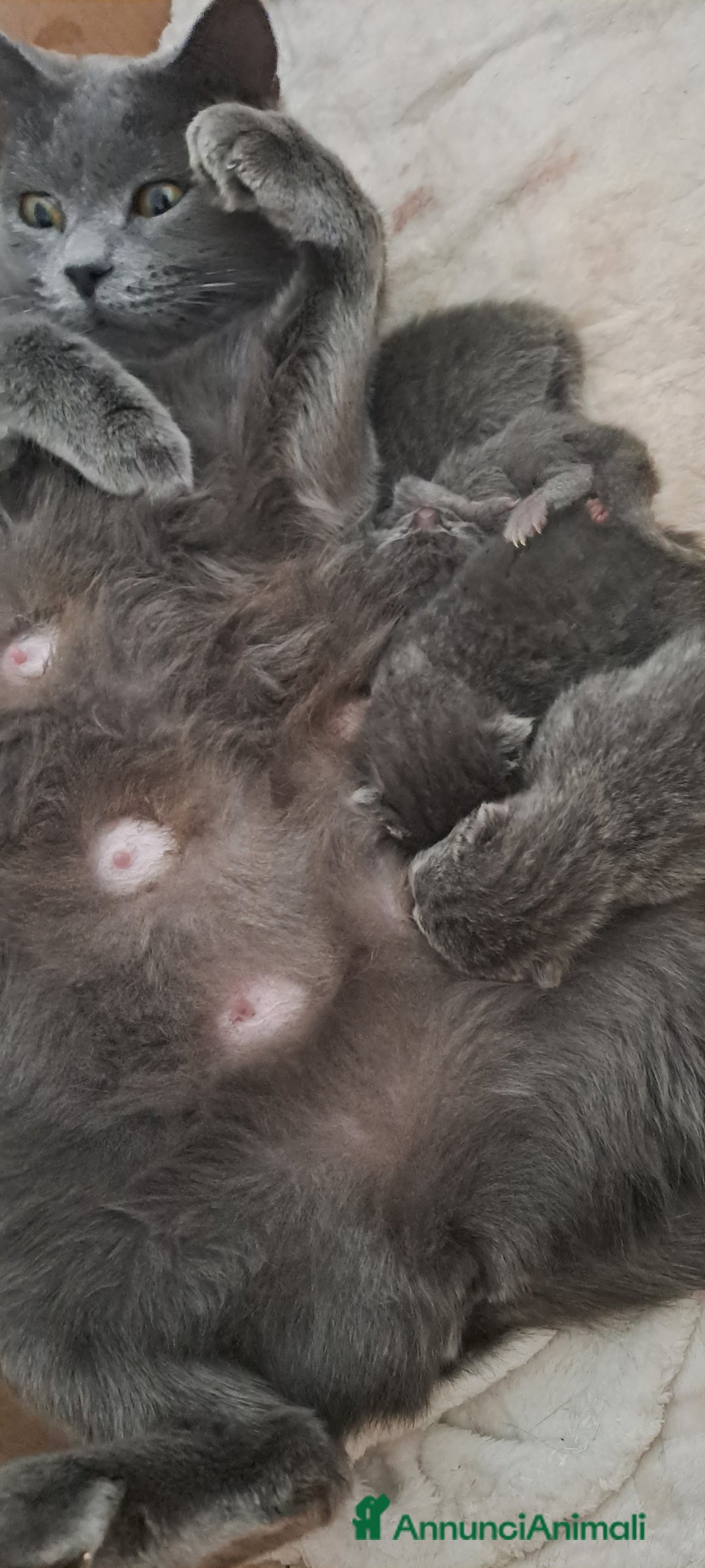 Certosino gatti in vendita: GATTINI CERTOSINI - Annuncio 3