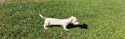 Jack Russell cani in vendita: Jack Russell terrier - Annuncio 5