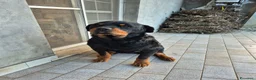 Rottweiler cani in vendita: Vendo cuccioli di Rottweiler - Annuncio 3