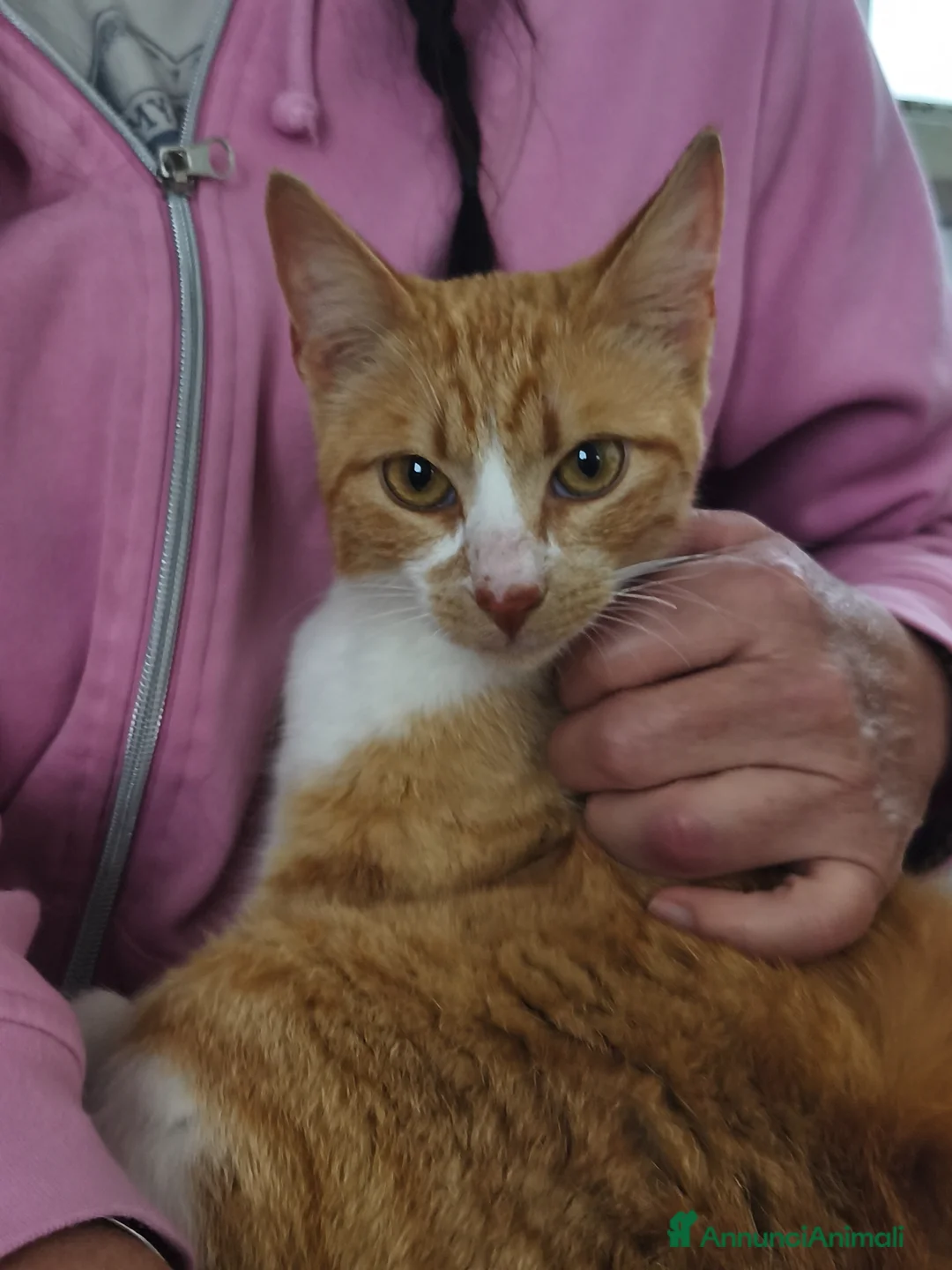 Meticcio gatti in regalo: Elisa, tenera giovanissima mamma - Annuncio 7