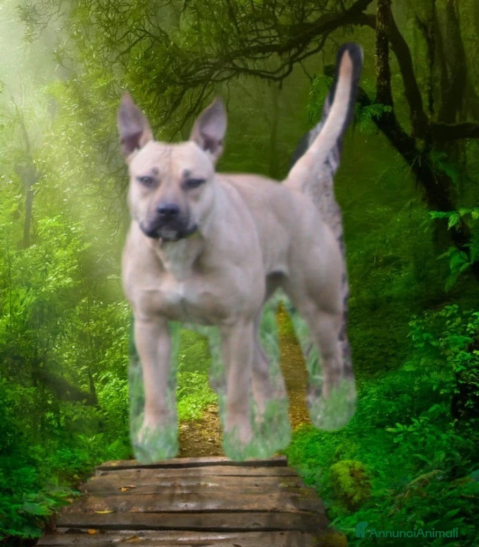 Pitbull cani Pitbull femmina  - Annuncio 6