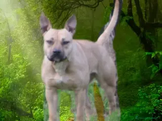 Pitbull cani Pitbull femmina - Annuncio 6