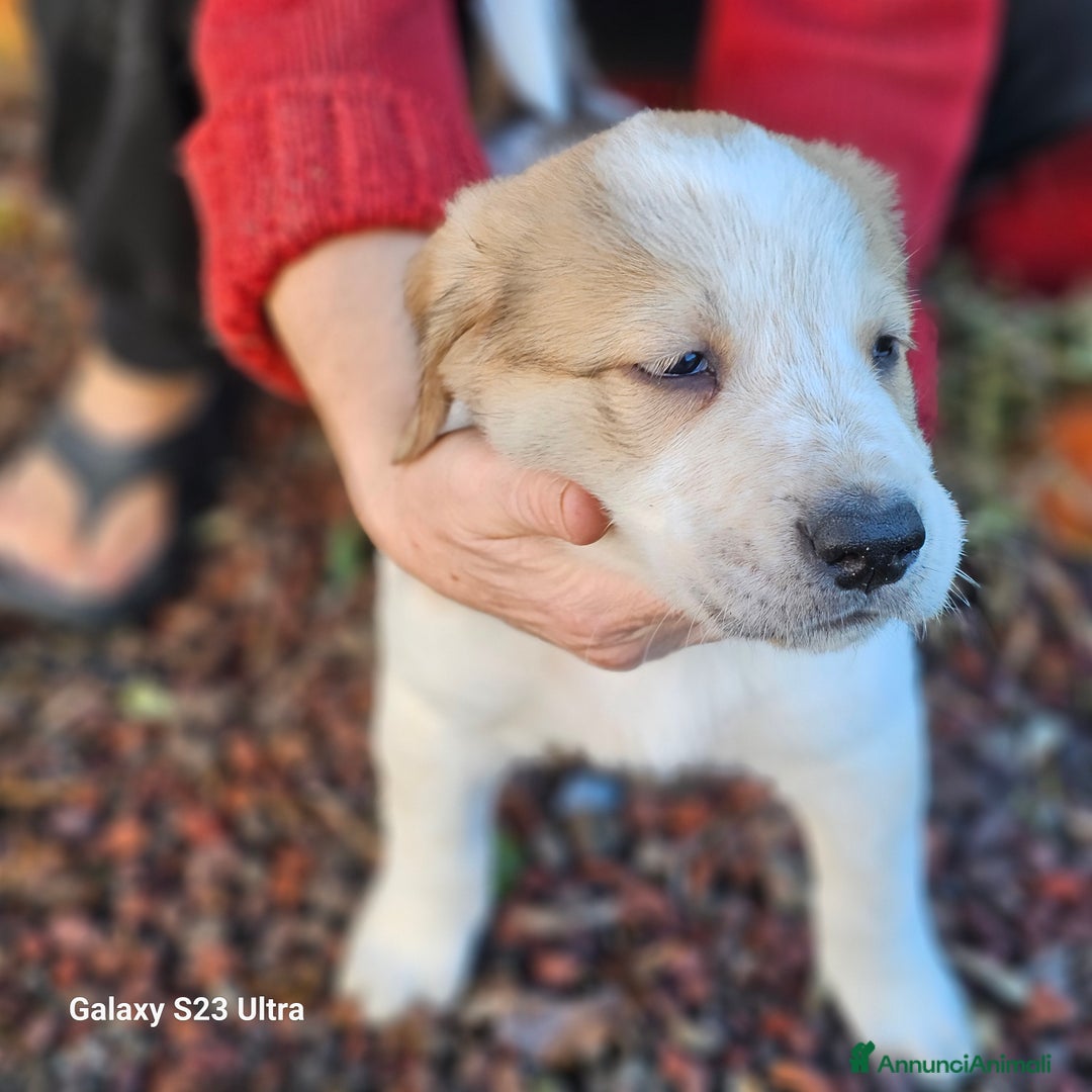Meticcio cani in regalo: Cuccioli - Annuncio 1