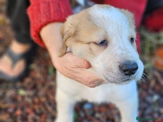 Meticcio cani Cuccioli - Annuncio 29