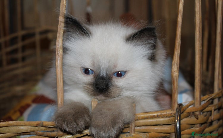 Ragdoll gatti - Annuncio 2