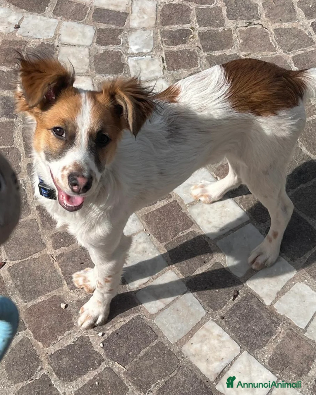 Meticcio cani in regalo: Cucciolo 6 mesi tg contenuta - Annuncio 2