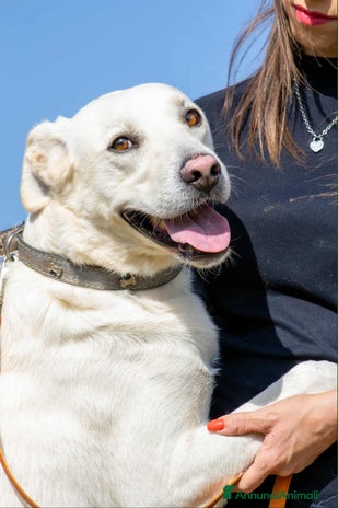 Meticcio cani - Annuncio 1