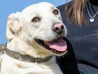 Meticcio cani Lorenzo - Annuncio 27