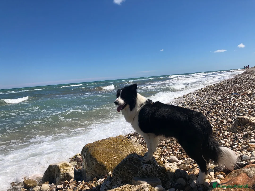 Border Collie cani per accoppiamento: Border Colli con Pedigree per accoppiamento - Annuncio 4