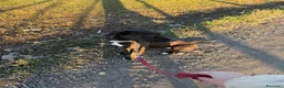 Meticcio cani in regalo: Billa - Annuncio 6