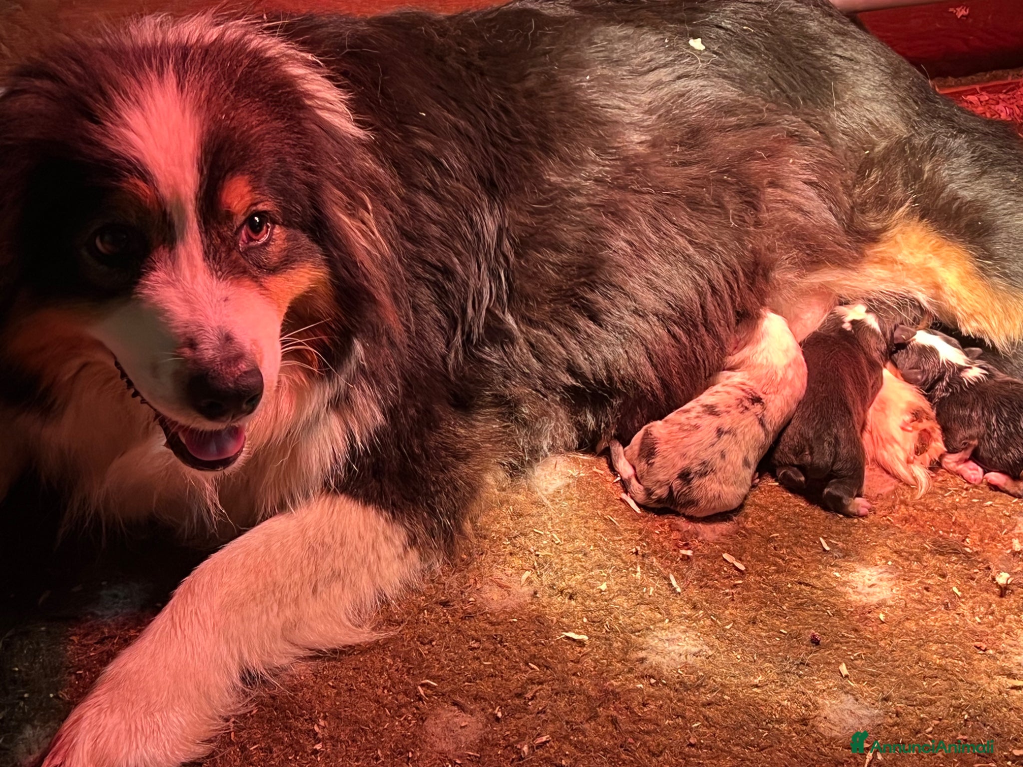 Australian Shepherd cani Pastore Australiano cuccioli disponibili  - Annuncio 15