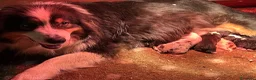 Australian Shepherd cani in vendita: Pastore Australiano cuccioli disponibili  - Annuncio 1