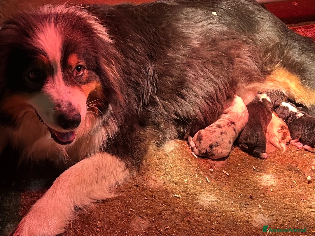Australian Shepherd cani in vendita: Pastore Australiano cuccioli disponibili  - Annuncio 1