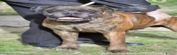 Boxer cani in regalo: IL SIMPATICO VITO HA BISOGNO DI UNA CASA - Annuncio 3