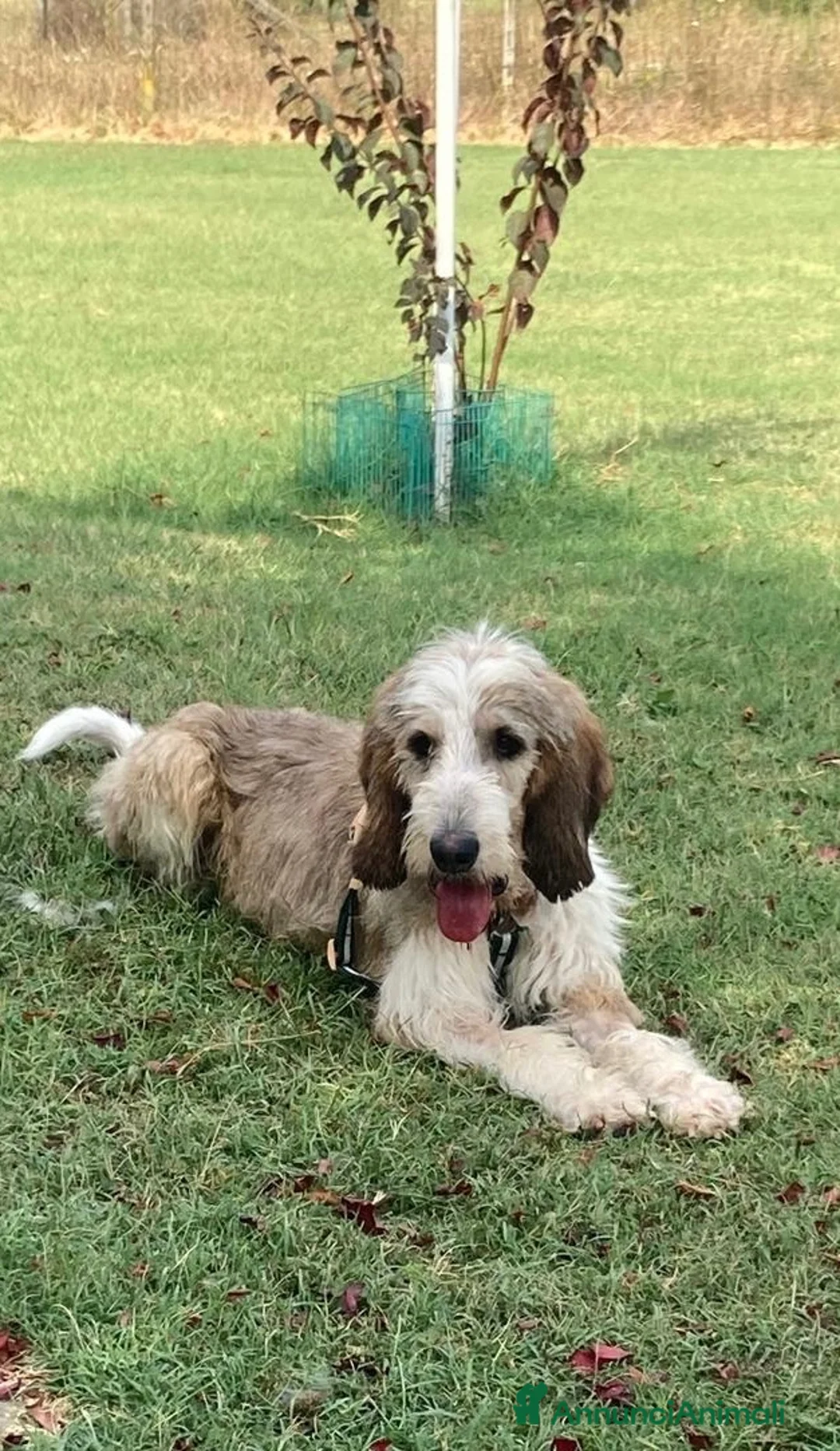 Meticcio cani in regalo:  Oscar Maschio taglia media a Città Metropolitana di Torino - Annuncio 2