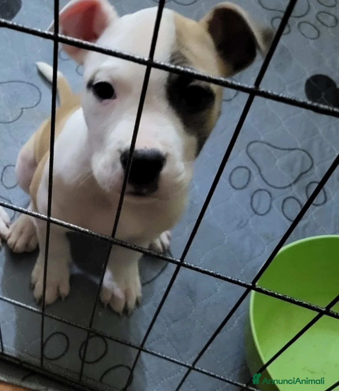 American Staffordshire cani in vendita: Cuccioli american Staffordshire terrier  - Annuncio 2