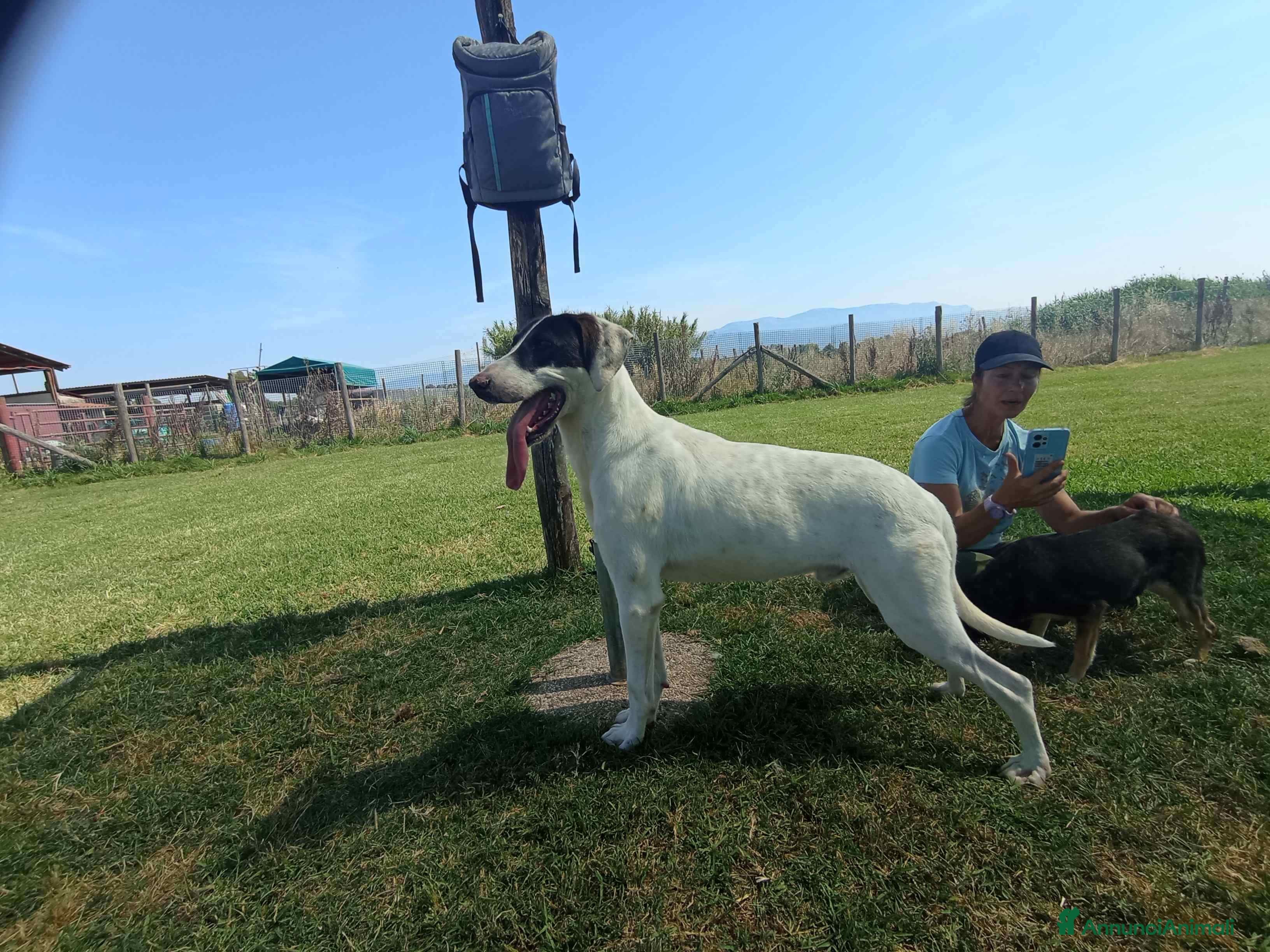 Meticcio cani Pippo Franco mix segugio in adozione a Provincia di Latina - Annuncio 2