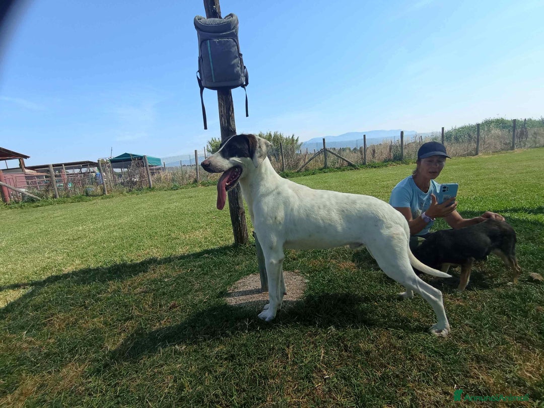 Meticcio cani in regalo: Pippo Franco mix segugio in adozione a Provincia di Latina - Annuncio 2