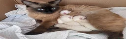 Ragdoll gatti in vendita: Gatto ragdoll - Annuncio 1